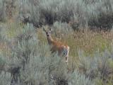 Watching Deer in Sagebrush