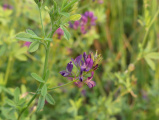 Splash of Purple