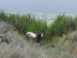 Lakeside Horse