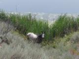 Lakeside Horse