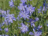 Chicory Cluster