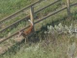 Deer by the Fence