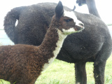 Integral and Danza