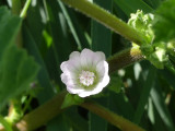Hidden Mallow Flower