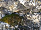 Mottled Rock with a Patch of Moss