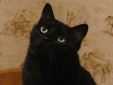Attentive Nunki