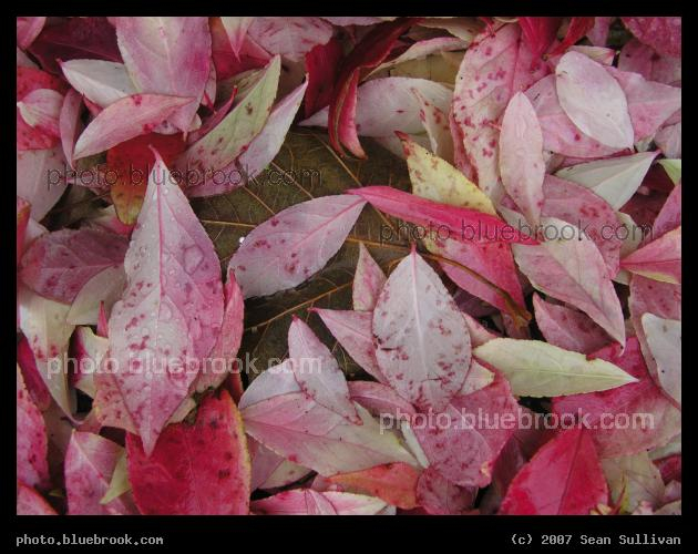 Red Leaffall - Red leaves on the ground in autumn, Somerville MA