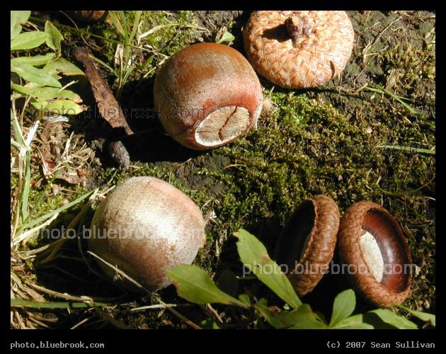 Acorn Detail - 