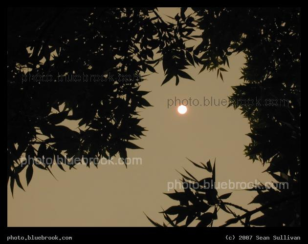 Smoky Sun - Midday sun through a smoke-filled sky, Brookline MA