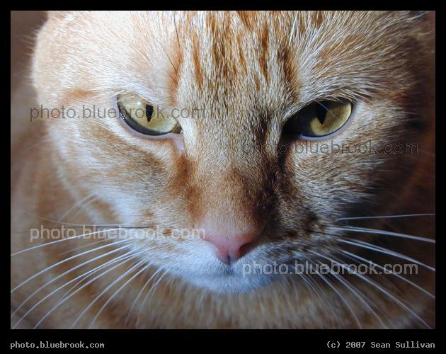 Portrait of Antares - 