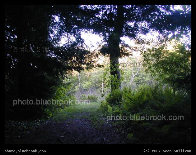 Bird Sanctuary - Path through the bird santuary at Amherst College, Amherst MA