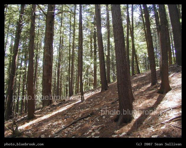 Fells Slope - Trees on a hillside in the Middlesex Fells Reservation