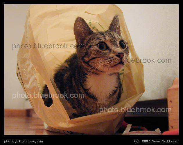 Bella in Bag - Bella watching from inside a bag