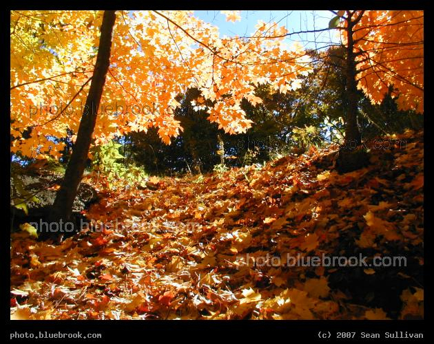Needham Foliage - Bright yellow autumn leaves at Needham Junction, MA