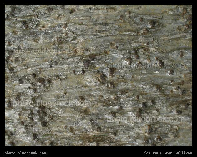 Schist Detail - Detail of a schist rock used for landscaping at Amherst College, Amherst MA