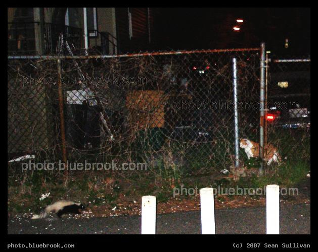 Urban Wildlife - Flash photo of a rustling backyard critter revealed a skunk - and also a cat silently watching