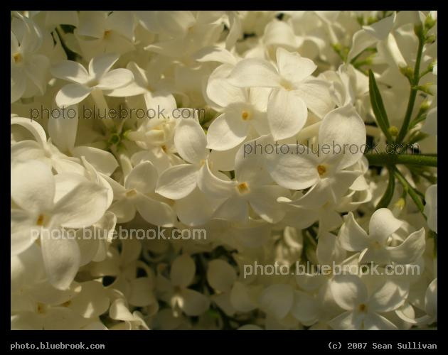 White Lilac Flowers - Blooming lilacs at the Arboretum, Boston MA