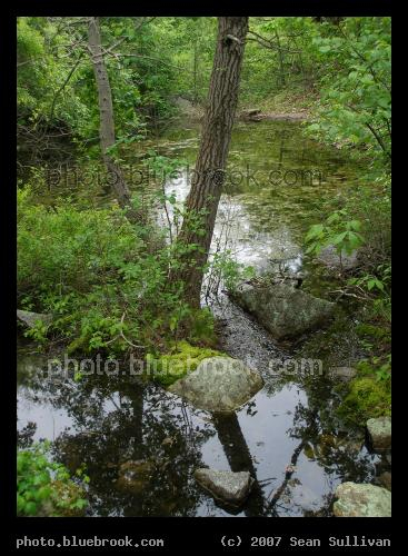 Rockport Woods - View from a path through woods at Halibut Point State Park, Rockport MA