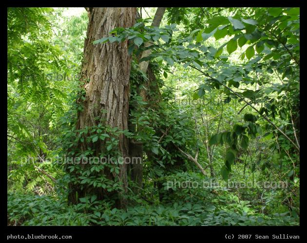 Foliage at Great Meadows - Trees and vines at the Great Meadows National Wildlife Refuge, Sudbury MA