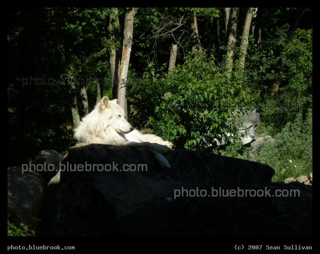 Wolf Center - A wolf at the International Wolf Center, Ely MN
