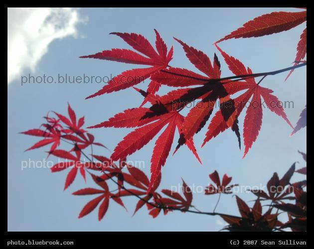 Dorothy's Tree - In memoriam for Dorothy Danchalski, Amherst College class of 1994, Amherst MA