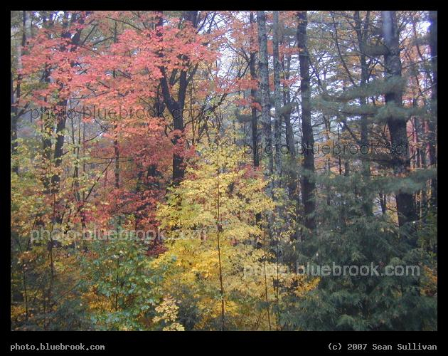 Autumnal Mist - Autumn trees through the mist, Amherst NH