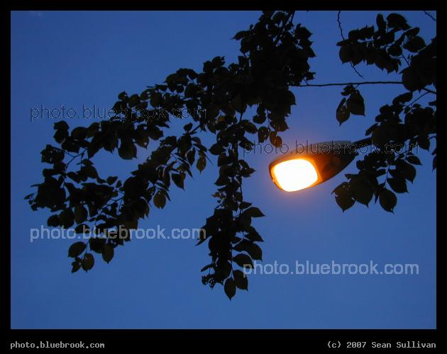 Twilight Zenith Silhouette - Streetlamp, and silhouette of a tree branch, against a twilight sky in Brookline MA