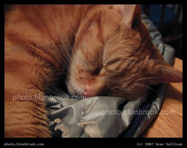 Antares with Silver Coat - Antares sleeping on a silver coat