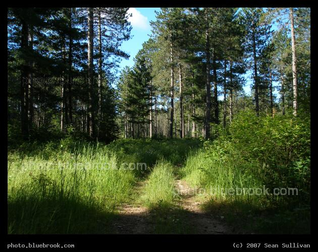 Superior Trail - ATV trail in the Superior National Forest, north of Virginia MN