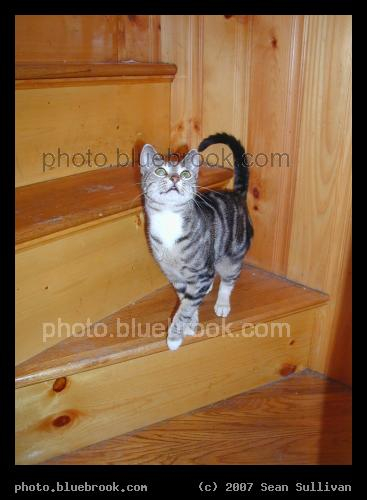 Stairway Excitement - Bella on a staircase, watching with enthusiasm