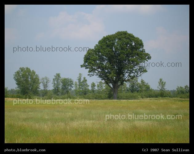 Michigan Field - A field in northern portion of Michigan