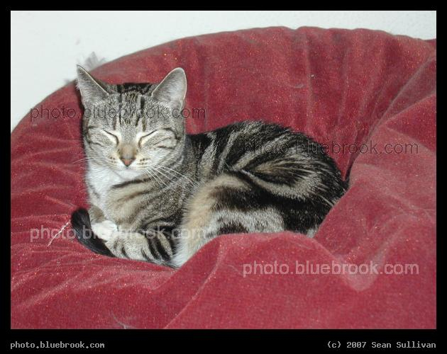 Bella on Red Beanbag - Bella perched on a beanbag chair