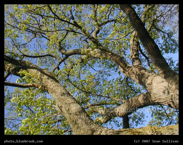 Up a Tree - Looking up at a tree in the Arboretum, Jamaica Plain MA