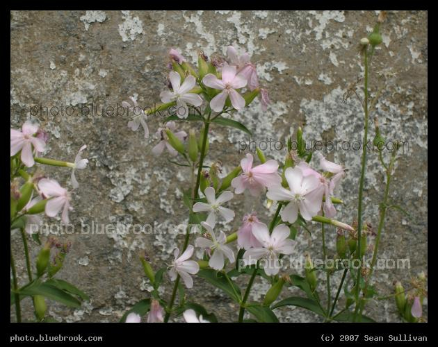 Union Square Flowers - Small pastel flowers growing near a similarly patterned wall in Union Square, Somerville MA