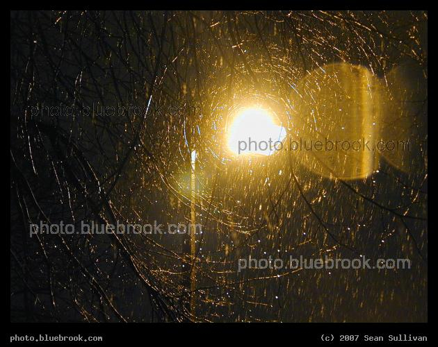 Concentric Rings - Reflections of a streetlight on branches create an interesting optical effect