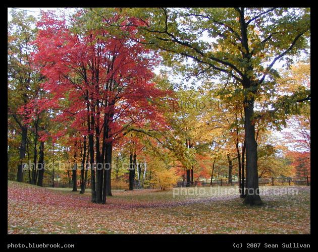 Michigan Autumn - Autumn leaves at a highway rest stop in Michigan