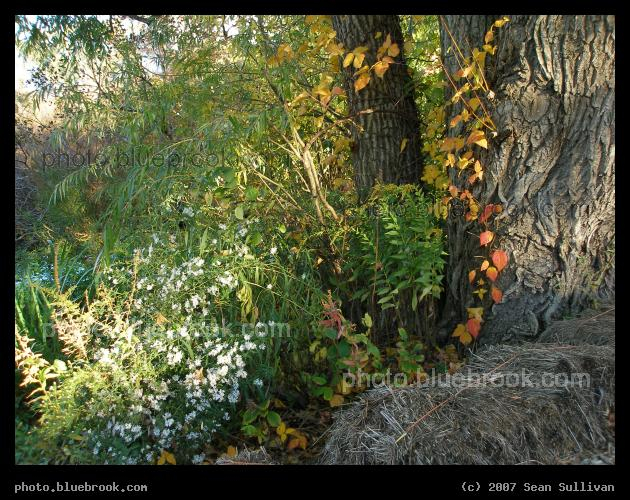 A Hint of Autumn - Trees and flowers next to the entrance of the Hammond Pond Reservation, Newton MA