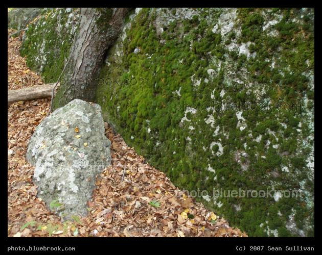 Moss Wall - A moss covered natural rock wall at the Hammond Pond Reservation, Newton MA