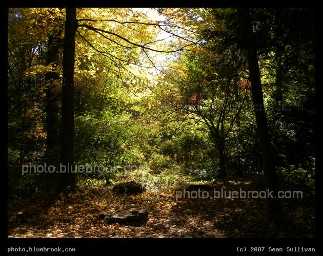 Sunbeam in the Woods - Autumn at Houghton Garden in the Webster Conservation Area, Newton MA