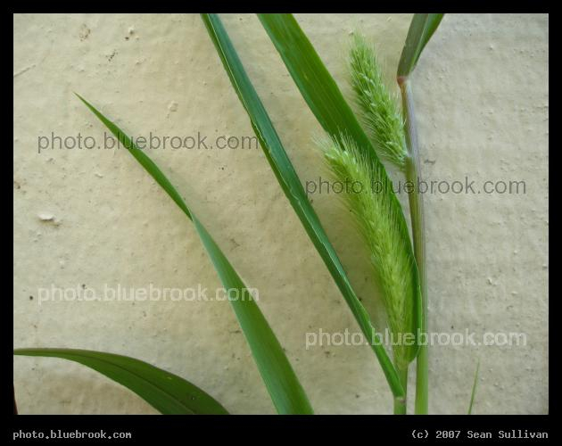 Kirkland Grasses - Grasses growing against a fence near Harvard University, Cambridge MA