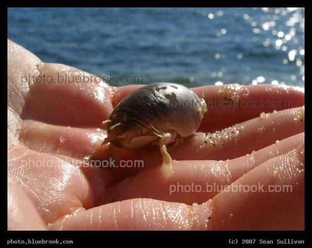 Sand Flea - A crustacean known as a sand flea, sand crab, or mole crab, at a beach on Cape Cod, MA.  The crab was released, and burrowed back into the sand.