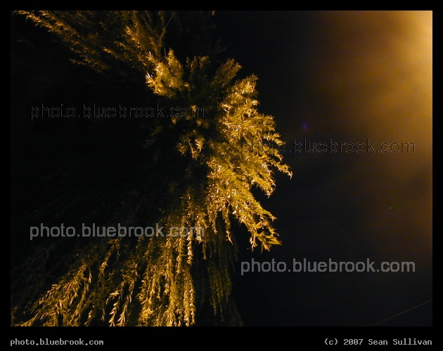 Night Willow - Looking up at a willow tree illuminated by a nearby streetlight, Somerville MA