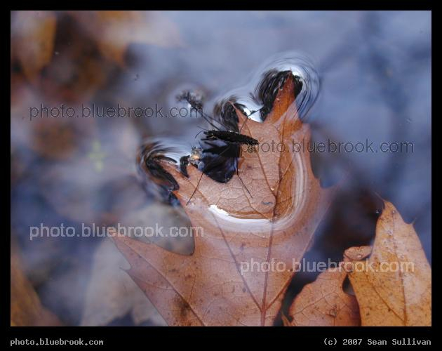 Surface Tension - A stream in Olmsted Park, near Wards Pond, Brookline MA