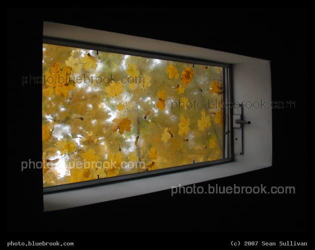 Golden Leaves - Autumn leaves, Brookline MA