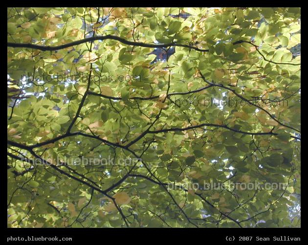 Branching - A pattern of branches on a tree at the Massachusetts Institute of Technology, Cambridge MA