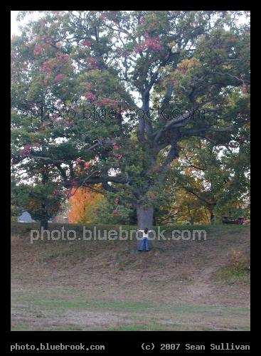 Tree Hugging - Someone hugging a tree at Beaver Brook Reservation, Waltham MA