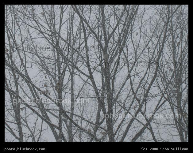 Winter Branches - Western Massachusetts on a snowy afternoon