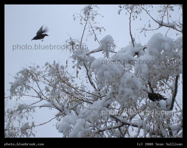 Starlings in Winter - Two starlings after a snowstorm, Somerville MA