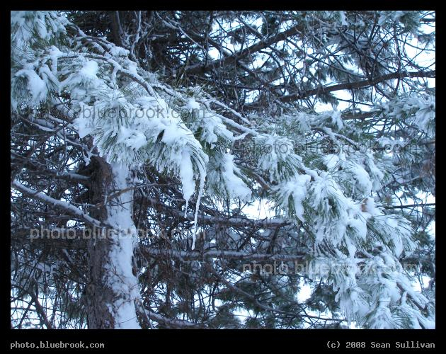 Frosted Evergreen - Freshly fallen snow coating an evergreen tree in the Mystic River Reservation, Somerville MA