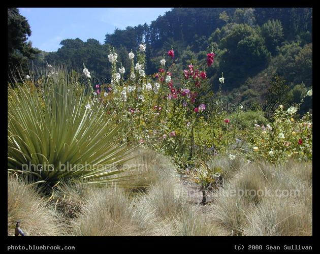 A Touch of Warmth - Exotic plants at the University of California Botanical Gardens, Berkeley CA
